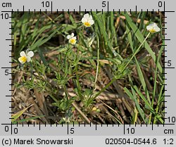 Viola arvensis (fiołek polny)