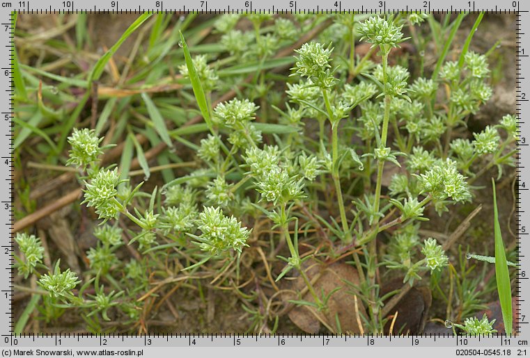 Scleranthus annuus (czerwiec roczny)