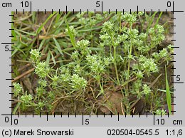 Scleranthus annuus (czerwiec roczny)