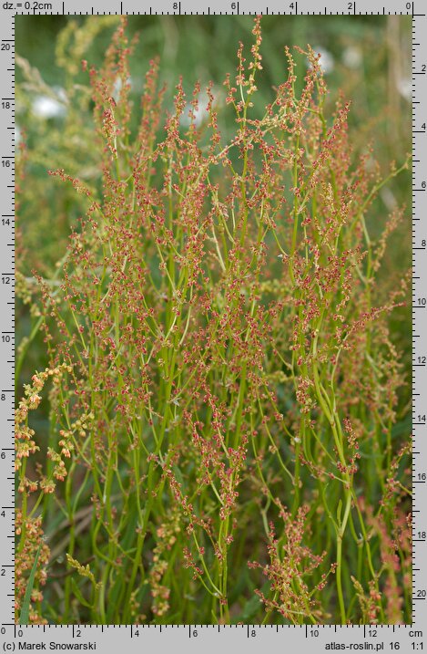 Rumex acetosella (szczaw polny)