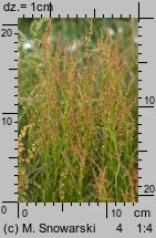 Rumex acetosella (szczaw polny)