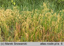 Rumex acetosella (szczaw polny)