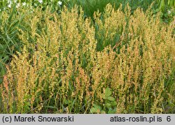 Rumex acetosella (szczaw polny)