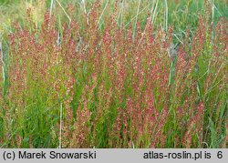 Rumex acetosella (szczaw polny)