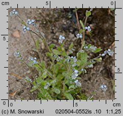 Myosotis stricta (niezapominajka piaskowa)