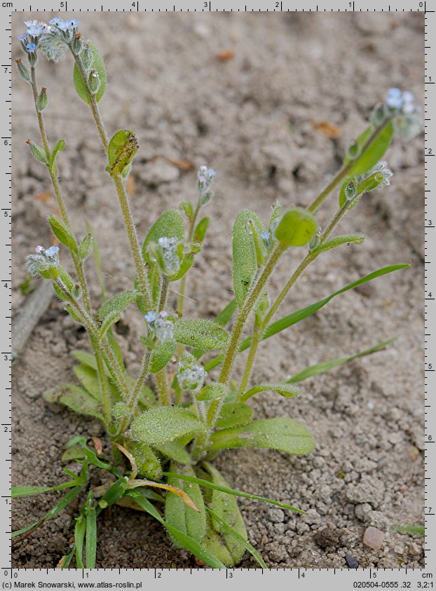 Myosotis stricta (niezapominajka piaskowa)