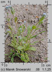 Myosotis stricta (niezapominajka piaskowa)