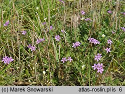 Erodium cicutarium (iglica pospolita)