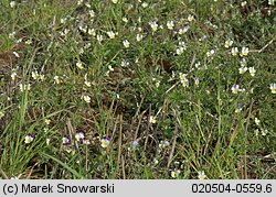 Viola arvensis (fiołek polny)