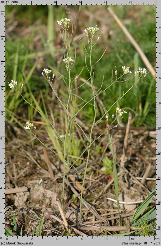 Arabidopsis thaliana (rzodkiewnik pospolity)