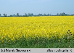 Brassica napus (kapusta rzepak)