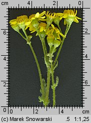 Senecio vernalis (starzec wiosenny)