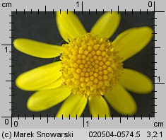 Senecio vernalis (starzec wiosenny)