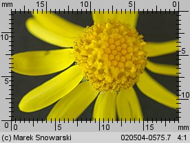 Senecio vernalis (starzec wiosenny)