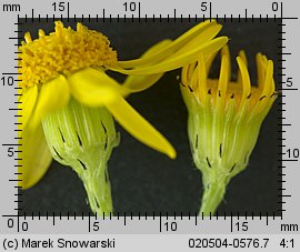 Senecio vernalis (starzec wiosenny)