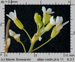 Arabidopsis thaliana (rzodkiewnik pospolity)