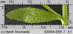 Arabidopsis thaliana (rzodkiewnik pospolity)