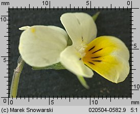 Viola arvensis (fiołek polny)