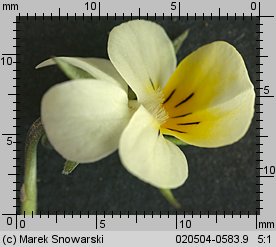 Viola arvensis (fiołek polny)