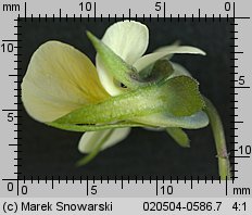 Viola arvensis (fiołek polny)