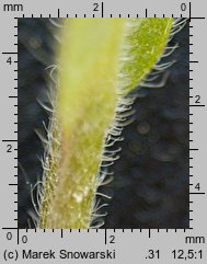 Myosotis stricta (niezapominajka piaskowa)