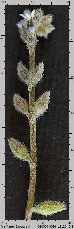 Myosotis stricta (niezapominajka piaskowa)