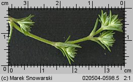 Scleranthus annuus (czerwiec roczny)