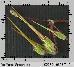 Erodium cicutarium (iglica pospolita)