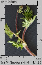 Erodium cicutarium (iglica pospolita)