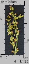 Rumex acetosella (szczaw polny)