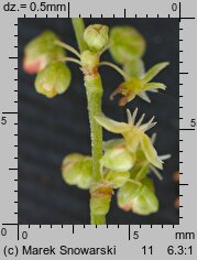 Rumex acetosella (szczaw polny)