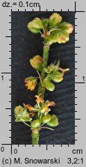 Rumex acetosella (szczaw polny)