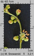 Rumex acetosella (szczaw polny)