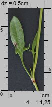 Rumex acetosella (szczaw polny)