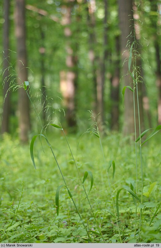 Milium effusum (prosownica rozpierzchła)