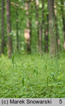 Milium effusum (prosownica rozpierzchła)