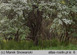 Crataegus monogyna (głóg jednoszyjkowy)