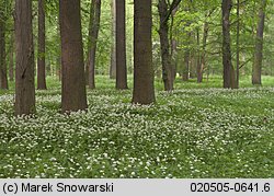 Allium ursinum (czosnek niedźwiedzi)