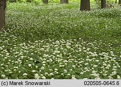 Allium ursinum (czosnek niedźwiedzi)