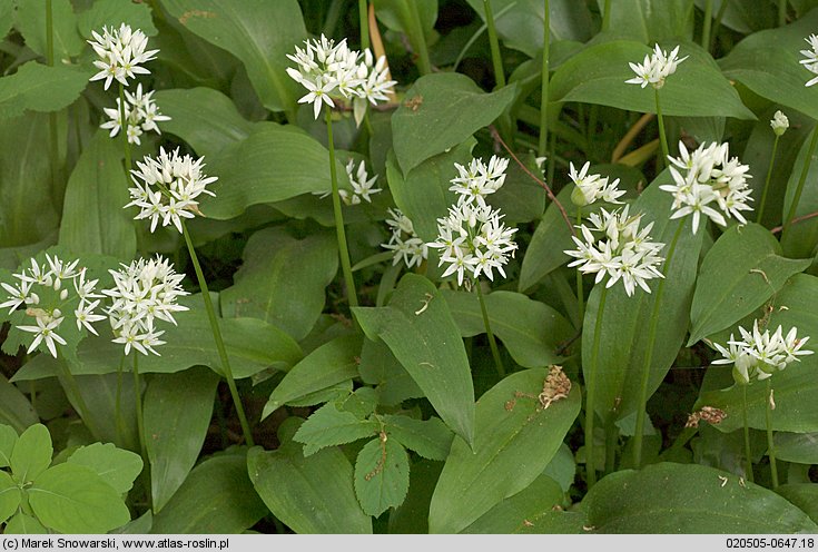 Allium ursinum (czosnek niedźwiedzi)