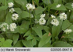 Allium ursinum (czosnek niedźwiedzi)