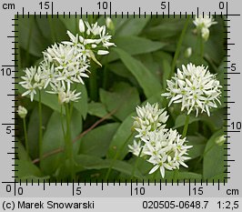 Allium ursinum (czosnek niedźwiedzi)