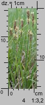 Carex hirta (turzyca owłosiona)