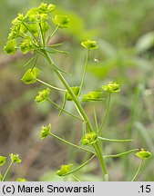 Euphorbia esula (wilczomlecz lancetowaty)