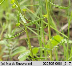 Euphorbia esula (wilczomlecz lancetowaty)