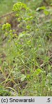 Euphorbia esula (wilczomlecz lancetowaty)