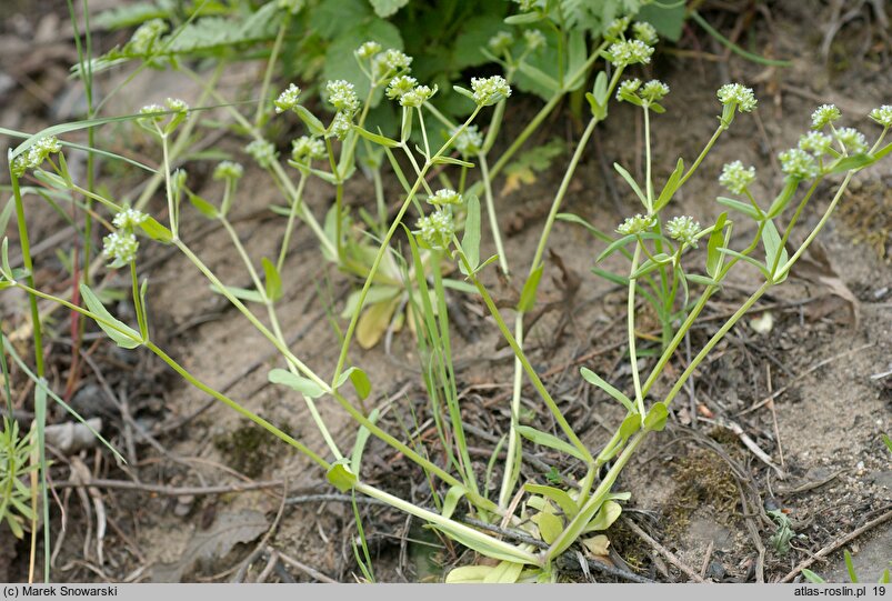 Valerianella locusta (roszpunka warzywna)