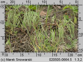 Bromus tectorum (stokłosa dachowa)
