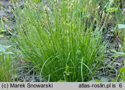 Carex spicata (turzyca ściśniona)