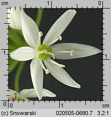 Allium ursinum (czosnek niedźwiedzi)